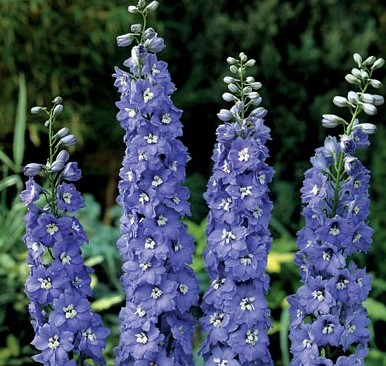 delphinium Blue